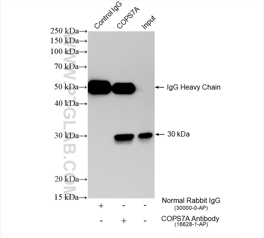 Immunoprecipitation (IP) experiment of HeLa cells using human COPS7A Polyclonal antibody (16628-1-AP)