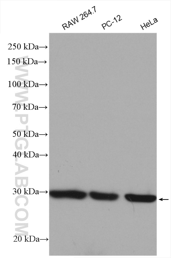 Western Blot (WB) analysis of various lysates using COPS7A Polyclonal antibody (16628-1-AP)