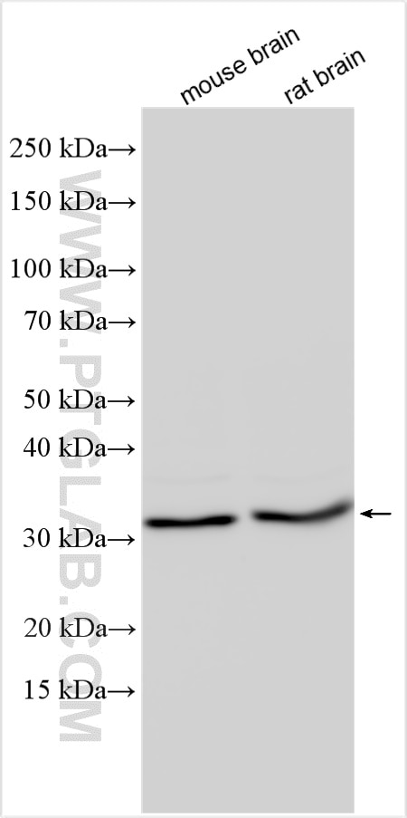 Western Blot (WB) analysis of various lysates using COPS7A Polyclonal antibody (16628-1-AP)