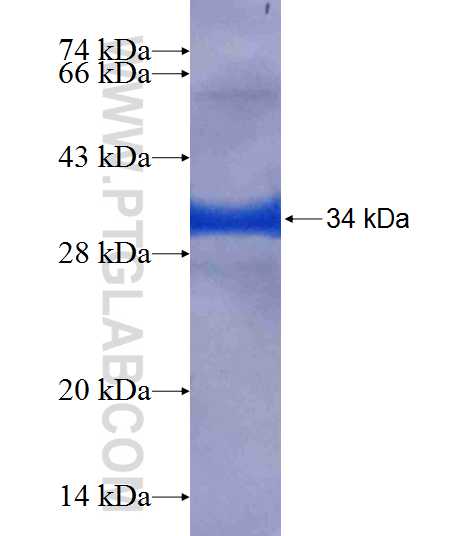 COPS7A fusion protein Ag9167 SDS-PAGE