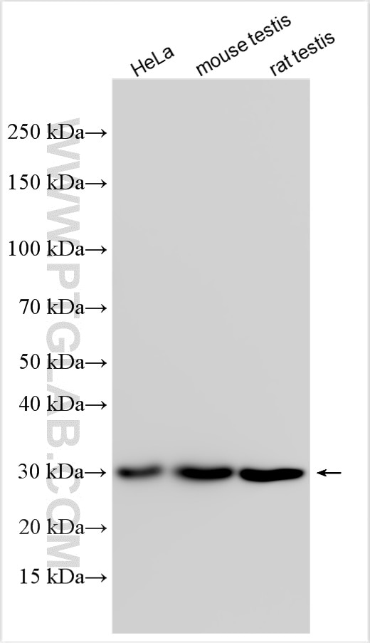 WB analysis using 32695-1-AP (same clone as 32695-1-PBS) Western Blot (WB) analysis of various lysates using COPS7B Polyclonal antibody (32695-1-AP)