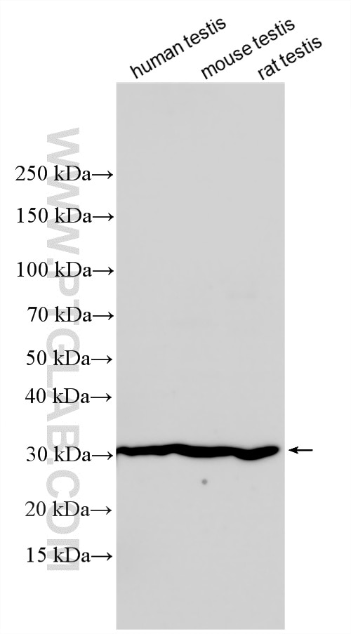 WB analysis using 32695-1-AP (same clone as 32695-1-PBS) Western Blot (WB) analysis of various lysates using COPS7B Polyclonal antibody (32695-1-AP)