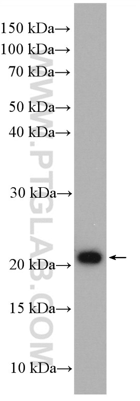 Western Blot (WB) analysis of HepG2 cells using COPS8/COP9 Polyclonal antibody (10089-2-PBS)