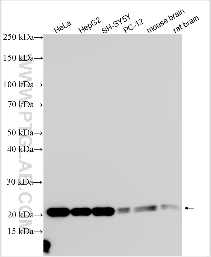 Western Blot (WB) analysis of various lysates using COPS8/COP9 Polyclonal antibody (10089-2-AP)