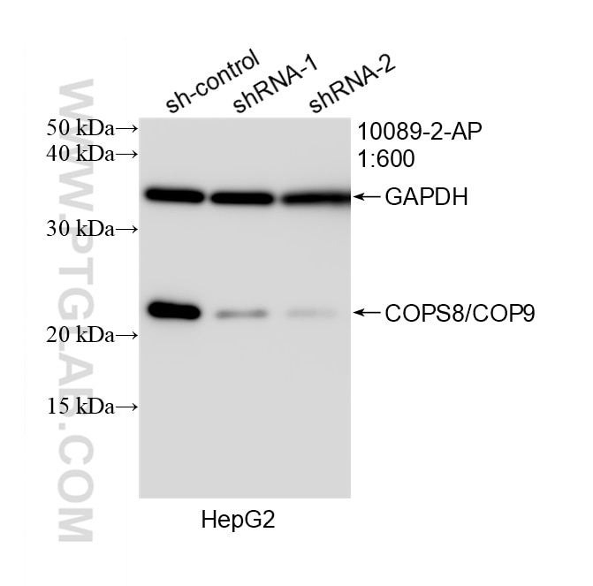 Western Blot (WB) analysis of HepG2 cells using COPS8/COP9 Polyclonal antibody (10089-2-AP)