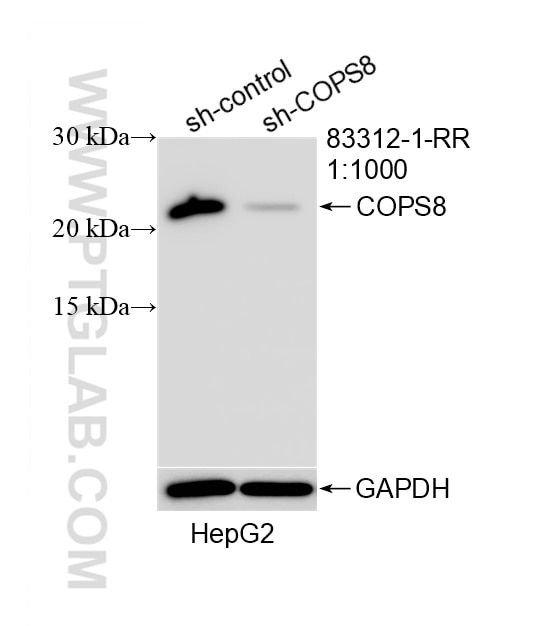 Western Blot (WB) analysis of HepG2 cells using COPS8 Recombinant monoclonal antibody (83312-1-RR)