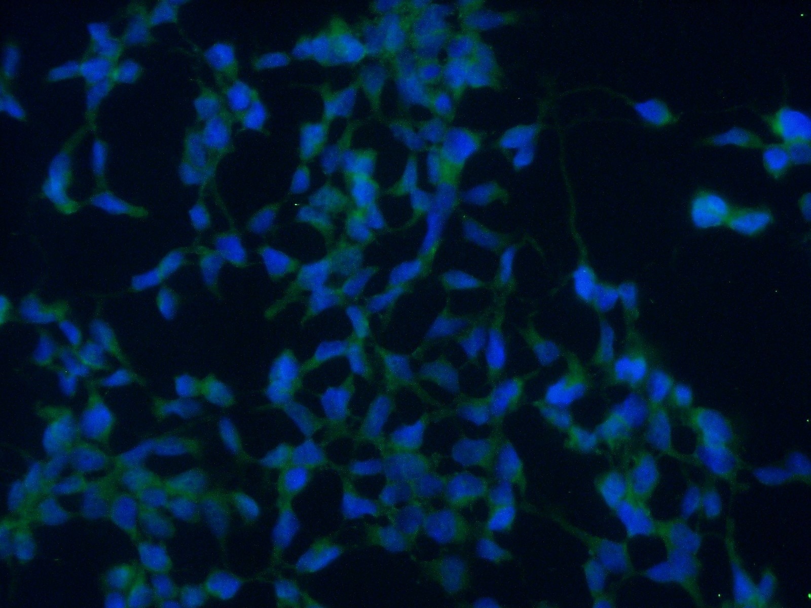 Immunofluorescence (IF) / fluorescent staining of HEK-293 cells using COPZ1 Polyclonal antibody (20440-1-AP)