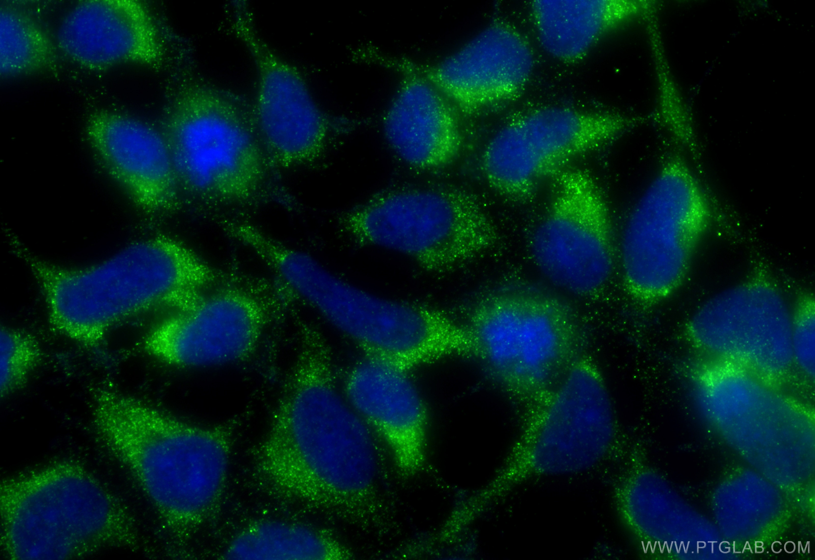 Immunofluorescence (IF) / fluorescent staining of HEK-293 cells using COPZ1 Polyclonal antibody (20440-1-AP)