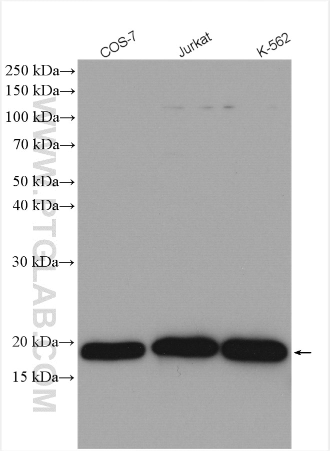 Western Blot (WB) analysis of various lysates using COPZ1 Polyclonal antibody (20440-1-AP)