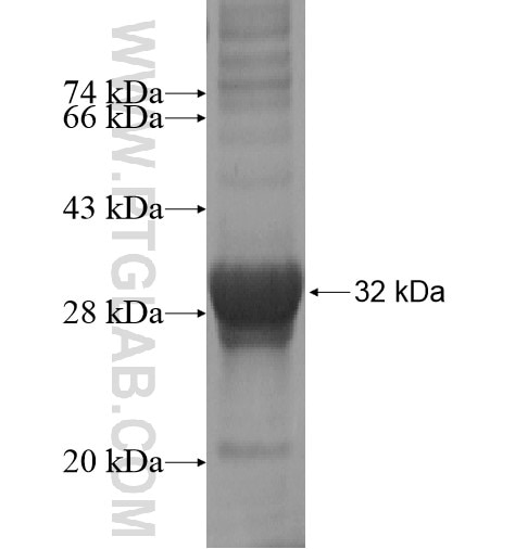 COPZ1 fusion protein Ag14234 SDS-PAGE