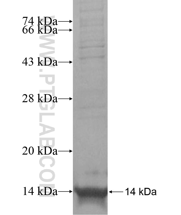 COPZ1 fusion protein Ag16956 SDS-PAGE