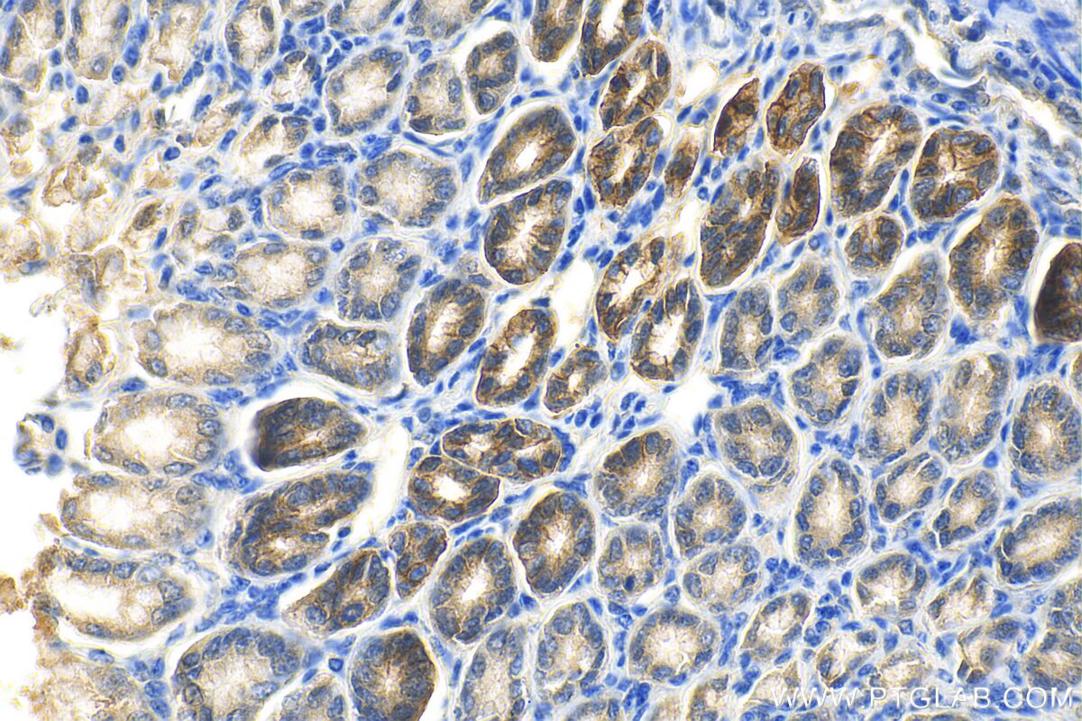 Immunohistochemistry (IHC) staining of mouse stomach tissue using COPZ2 Polyclonal antibody (20351-1-AP)