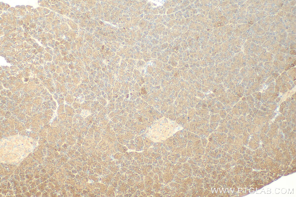 Immunohistochemistry (IHC) staining of mouse pancreas tissue using COPZ2 Polyclonal antibody (20351-1-AP)