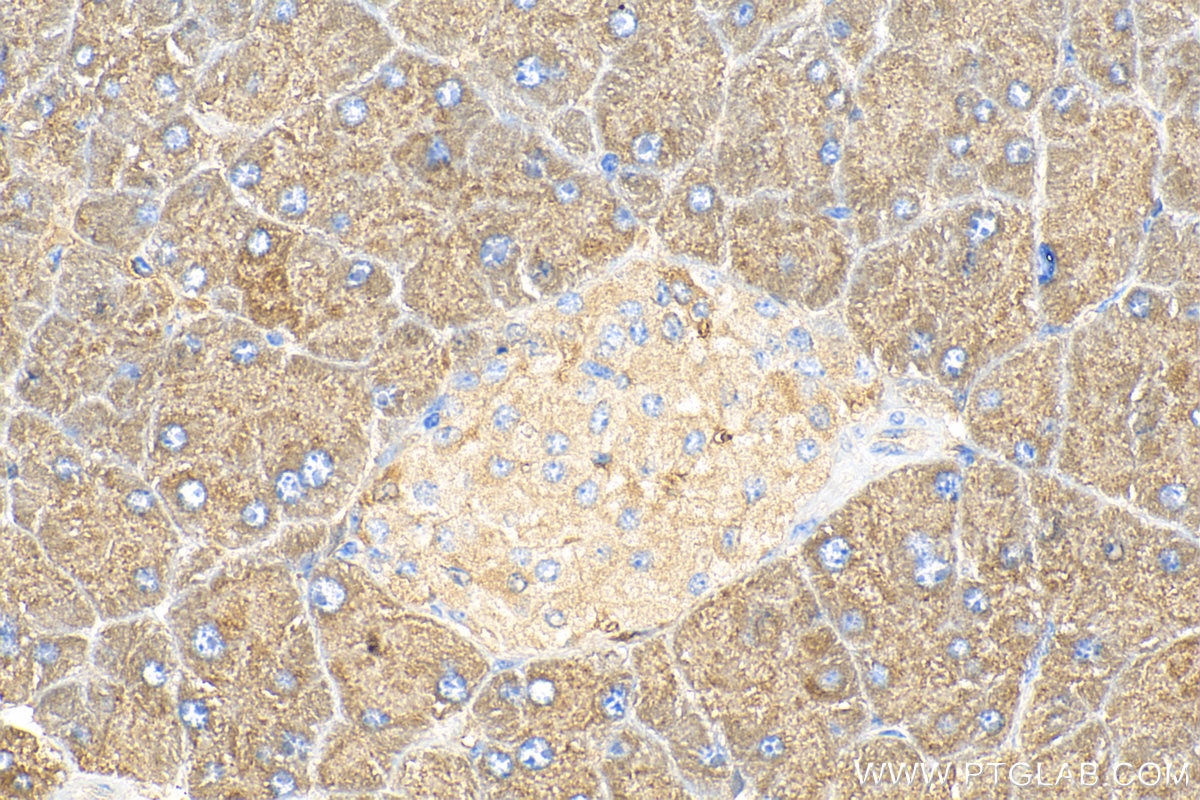 Immunohistochemistry (IHC) staining of mouse pancreas tissue using COPZ2 Polyclonal antibody (20351-1-AP)