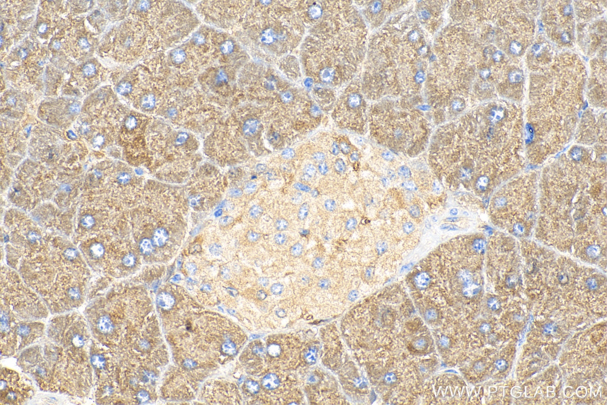 IHC staining of mouse pancreas using 20351-1-AP