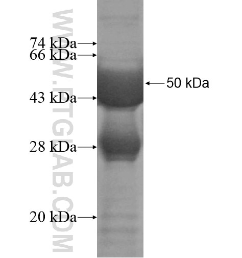 COPZ2 fusion protein Ag14184 SDS-PAGE