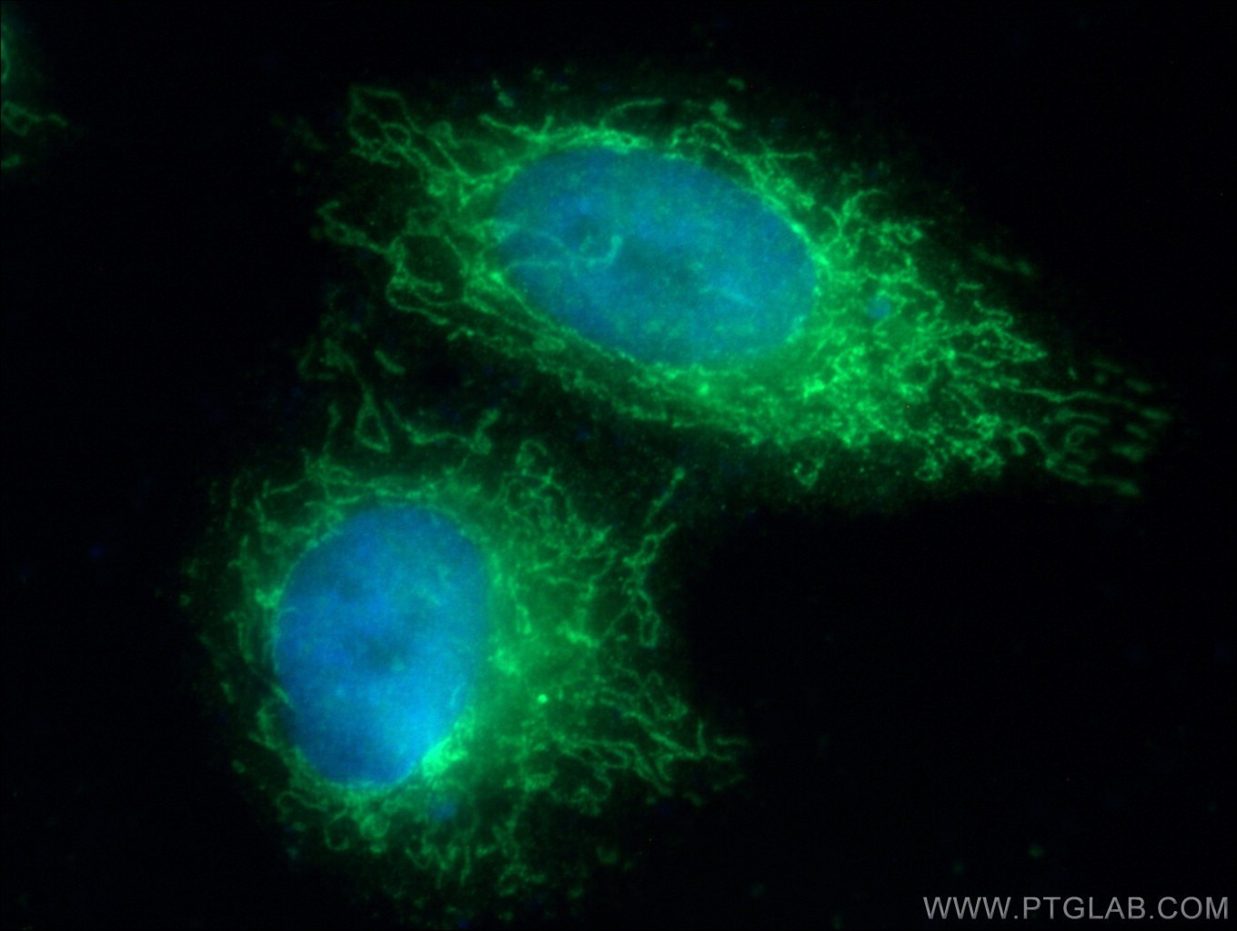 Immunofluorescence (IF) / fluorescent staining of HepG2 cells using COQ10A Polyclonal antibody (17812-1-AP)