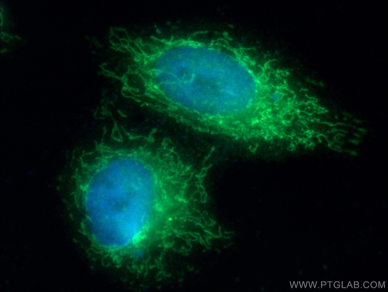 IF Staining of HepG2 using 17812-1-AP