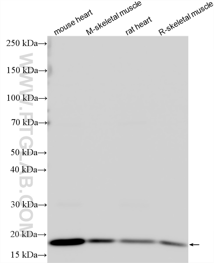 Western Blot (WB) analysis of various lysates using COQ10A Polyclonal antibody (17812-1-AP)