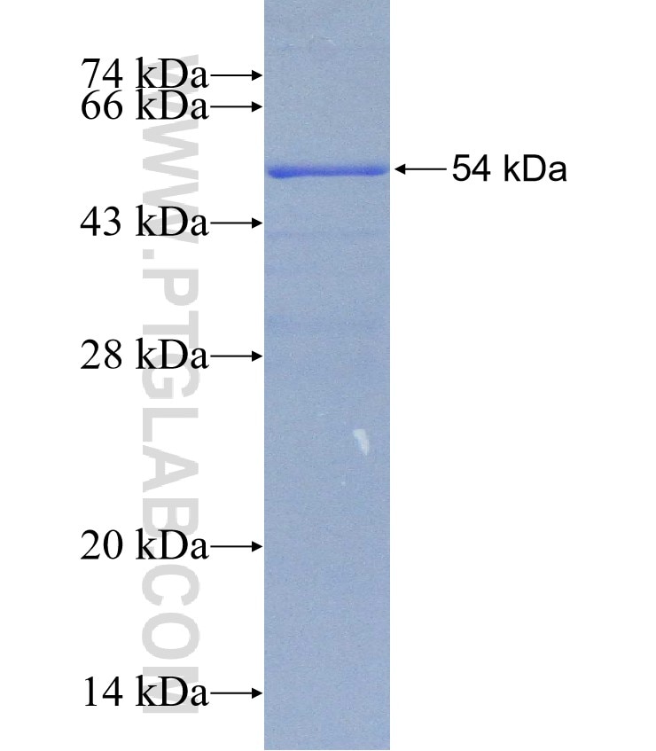 COQ10A fusion protein Ag31534 SDS-PAGE