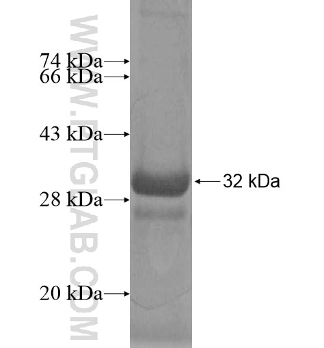 COQ10A fusion protein Ag11928 SDS-PAGE
