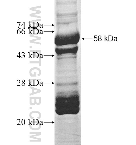 COQ10A fusion protein Ag12126 SDS-PAGE