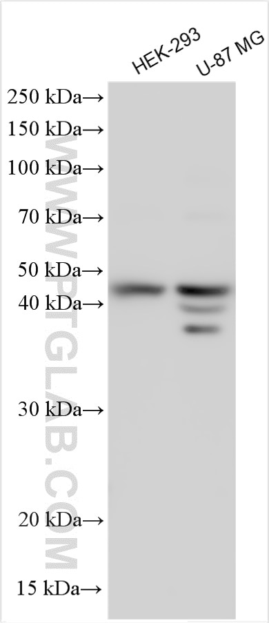 Western Blot (WB) analysis of various lysates using COQ2 Polyclonal antibody (30909-1-AP)
