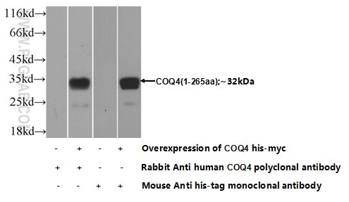 Western Blot (WB) analysis of Transfected HEK-293 cells using COQ4 Polyclonal antibody (16654-1-AP)