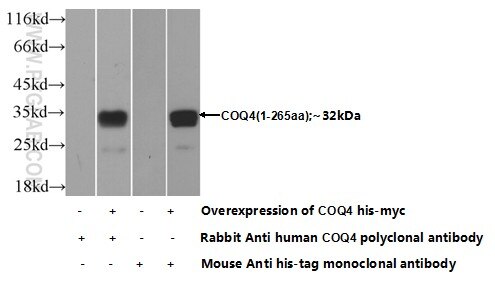 WB analysis of Transfected HEK-293 using 16654-1-AP