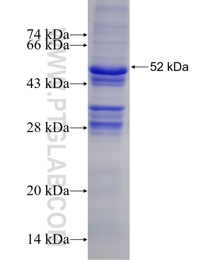 COQ4 fusion protein Ag10089 SDS-PAGE