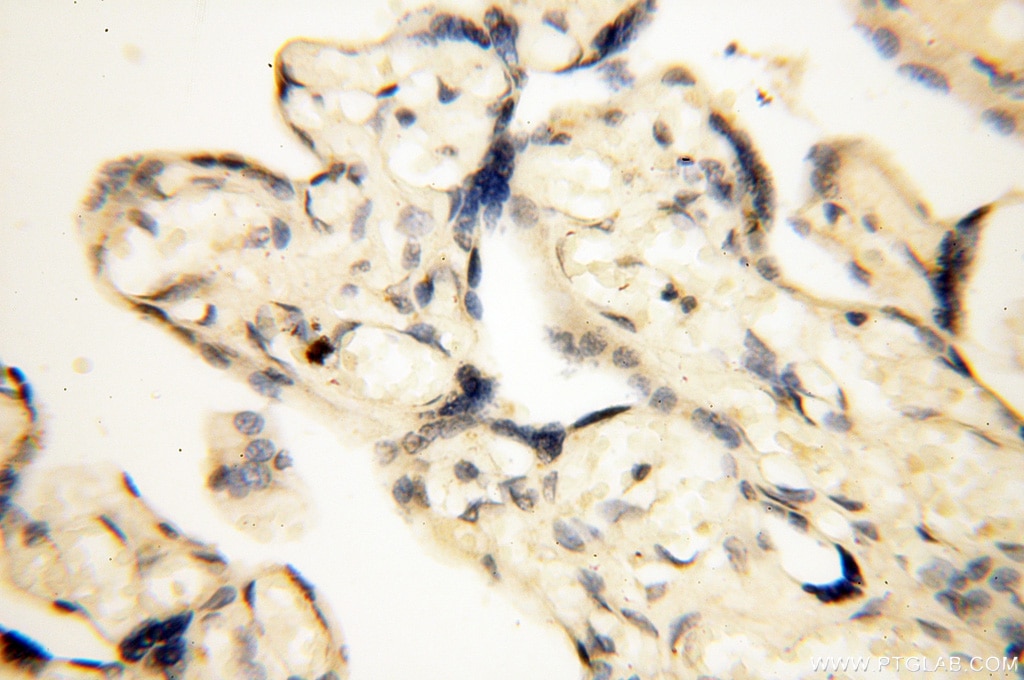 Immunohistochemistry (IHC) staining of human placenta tissue using COQ5 Polyclonal antibody (17453-1-AP)