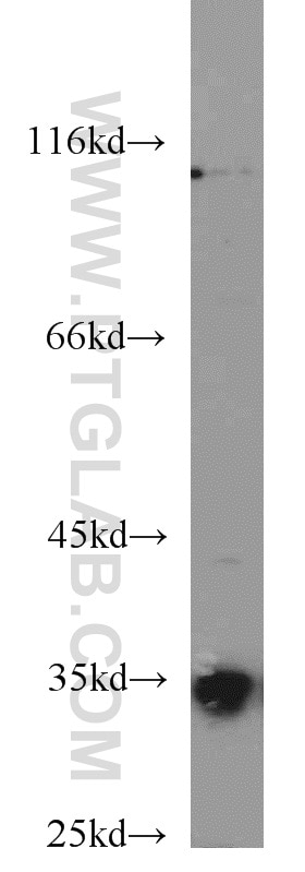 Western Blot (WB) analysis of mouse heart tissue using COQ5 Polyclonal antibody (17453-1-AP)