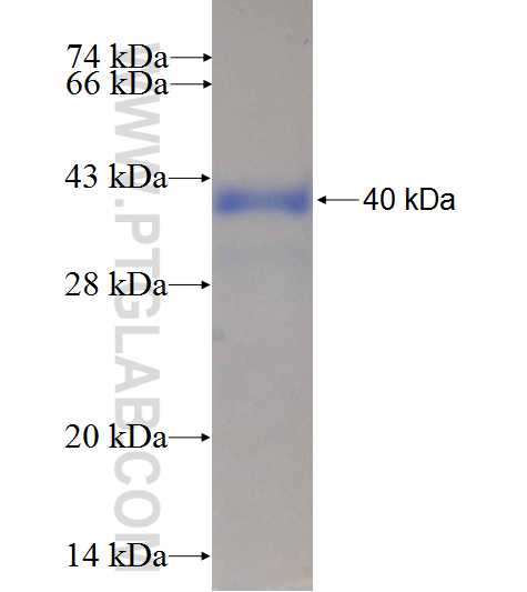 COQ5 fusion protein Ag10203 SDS-PAGE