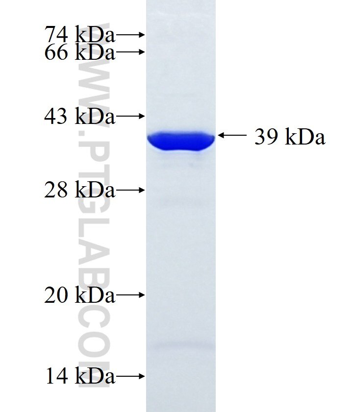 COQ5 fusion protein Ag10203 SDS-PAGE