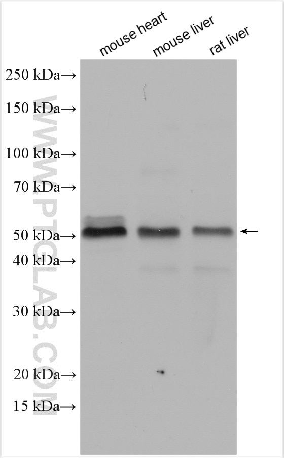 Western Blot (WB) analysis of various lysates using COQ6 Polyclonal antibody (12481-1-AP)