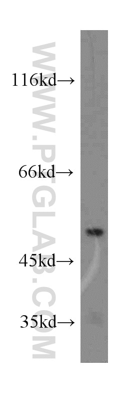 Western Blot (WB) analysis of mouse heart tissue using COQ6 Polyclonal antibody (12481-1-AP)