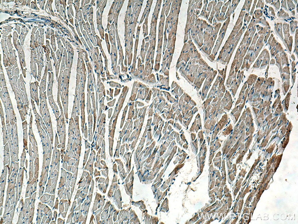 Immunohistochemistry (IHC) staining of rat heart tissue using COQ6 Monoclonal antibody (67162-1-Ig)