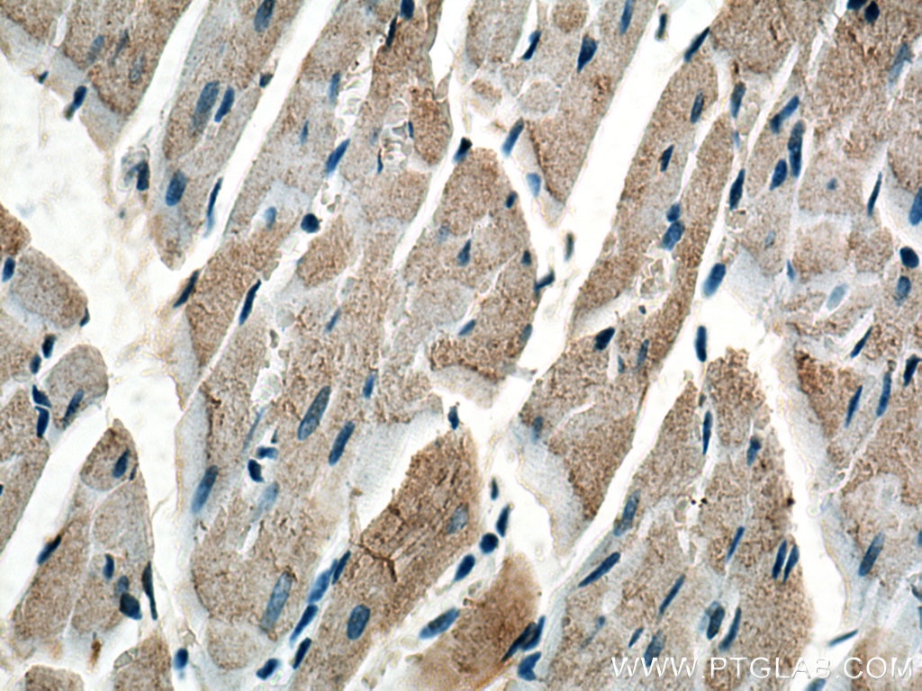 Immunohistochemistry (IHC) staining of rat heart tissue using COQ6 Monoclonal antibody (67162-1-Ig)