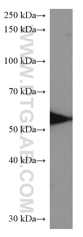 Western Blot (WB) analysis of pig brain tissue using COQ6 Monoclonal antibody (67162-1-Ig)