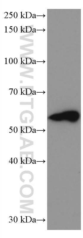 Western Blot (WB) analysis of mouse brain tissue using COQ6 Monoclonal antibody (67162-1-Ig)