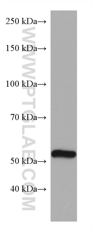 Western Blot (WB) analysis of rat heart tissue using COQ6 Monoclonal antibody (67162-1-Ig)
