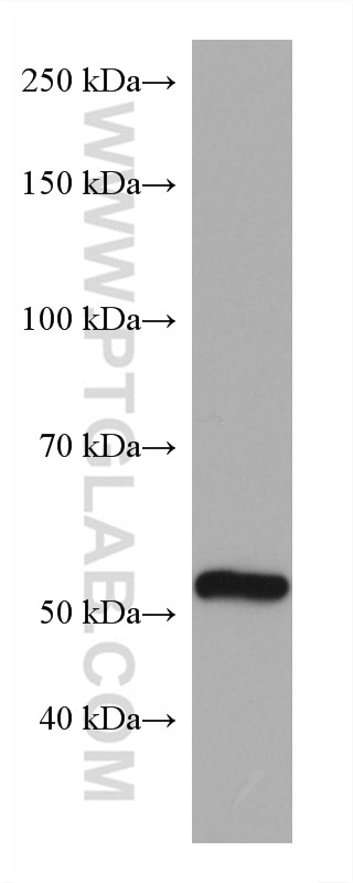 WB analysis of rat heart using 67162-1-Ig