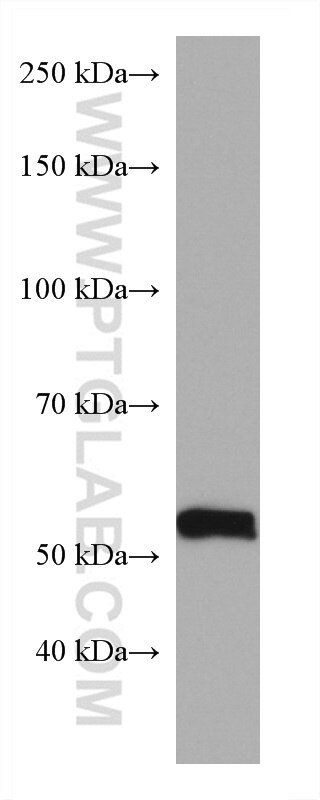 Western Blot (WB) analysis of pig heart tissue using COQ6 Monoclonal antibody (67162-1-Ig)