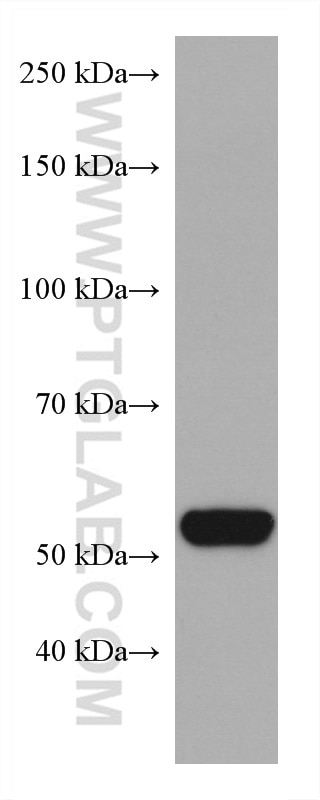 Western Blot (WB) analysis of human heart tissue using COQ6 Monoclonal antibody (67162-1-Ig)