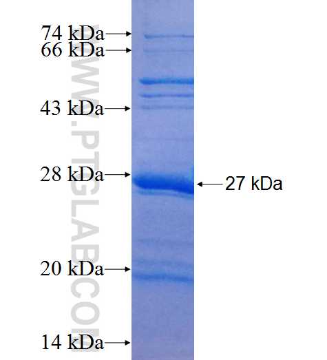 COQ7 fusion protein Ag7213 SDS-PAGE