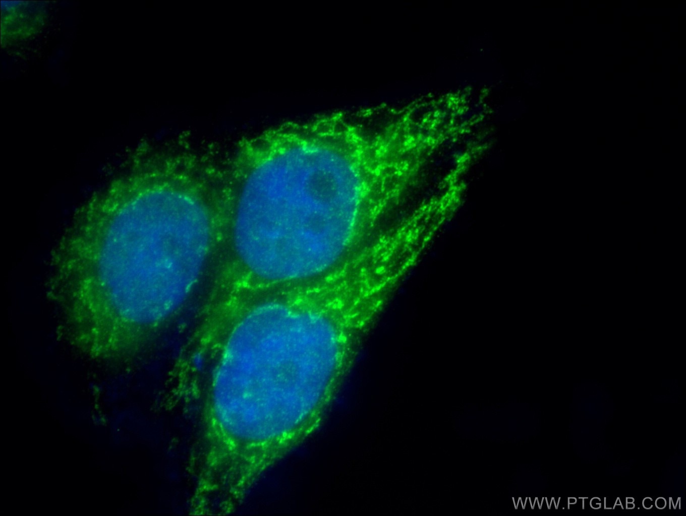 Immunofluorescence (IF) / fluorescent staining of HepG2 cells using COQ9 Polyclonal antibody (14874-1-AP)