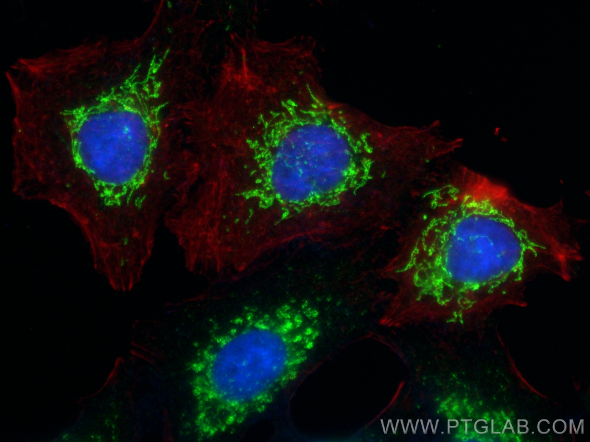 Immunofluorescence (IF) / fluorescent staining of A549 cells using COQ9 Polyclonal antibody (14874-1-AP)