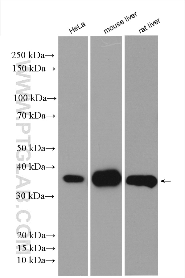 Western Blot (WB) analysis of various lysates using COQ9 Polyclonal antibody (14874-1-AP)