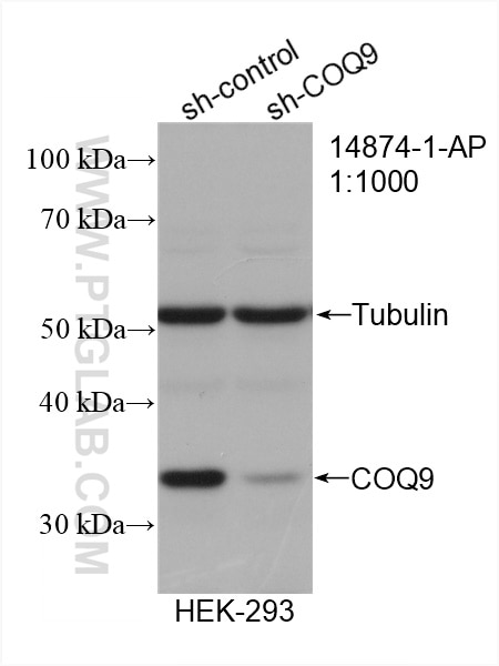 Western Blot (WB) analysis of HEK-293 cells using COQ9 Polyclonal antibody (14874-1-AP)