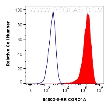 Flow cytometry (FC) experiment of Jurkat cells using CORO1A Recombinant antibody (84602-5-RR)